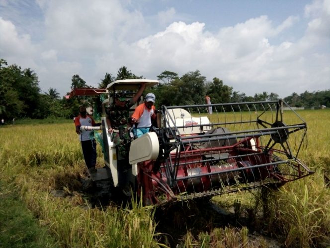 
 Foto Riduan 
Caption : Pelaksanaan panen raya di Kecamatan Abung Semuli, Rabu14/2).
