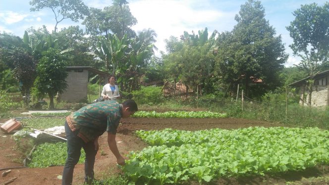 
 Foto RIA  Caption : Kades Sumber Arum Kecamatan Kotabumi, Bintoro, saat melihat tanaman sayuran yang ada di Desanya, Jumat(27/4).
