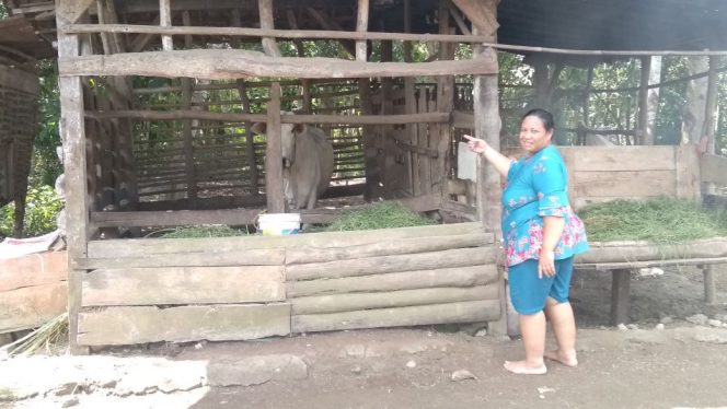 
 Pencurian Sapi, Sasar Warga Wonomerto