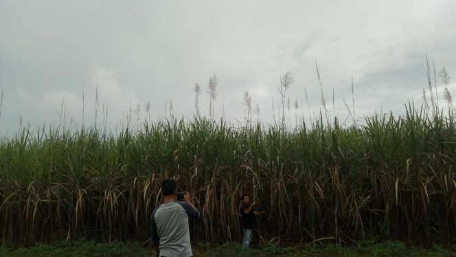 
 PTPN7 Dituding Serobot Lahan Warga