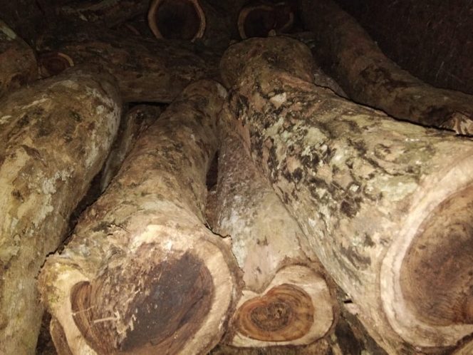 
 4 Kuli Pelaku Pembalakan Dilepas