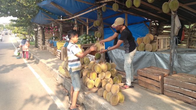 
 Pedagang Durian Musiman Marak di Lampura