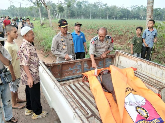 
 Foto Ferdani
Caption : Kapolres Lampura AKBP Eka Mulyana menyaksikan dari dekat mayat anonim saat dievakuasi ke RSD H.M. Ryacudu Kotabumi, Sabtu(30/6).  