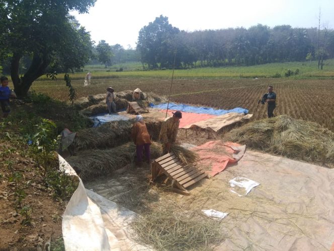 
 Foto IST  Panen: Tampak petani Padi di Dusun Saung Marga, Desa Kalibalangan, Abung Selatan, Lampura saat melakukan Panen, Selasa (31/7).

