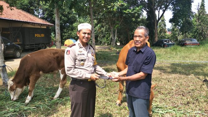 
 Foto RNN  Serahkan: Kapolres Lampura AKBP Eka Mulyana saat menyerahkan dua ekor sapi hasil curian, kepada pemiliknya. Foto dibidik, Senin(23/7).