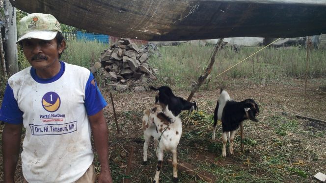 
 Foto IST : 
Wahidin salah satu Pedagang Kambing Kurban Musiman saat mangkal di Jalan Kapten Mustofa Kebon 4 Kotabumi Selatan, Kamis (9/8).
