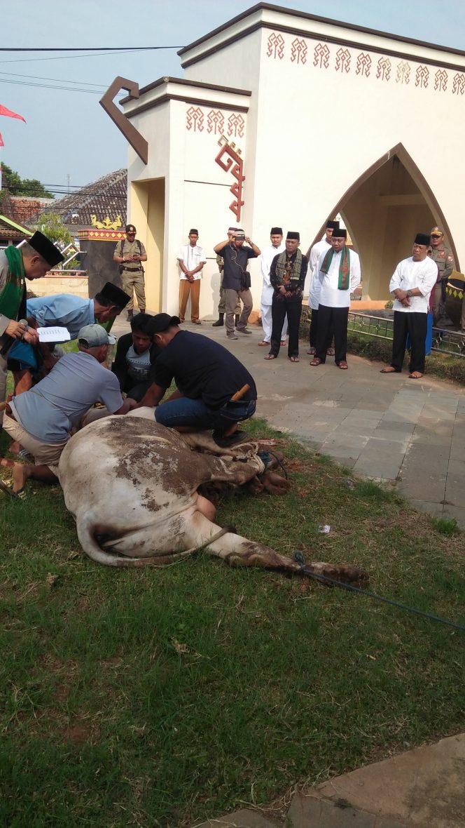 
 Foto RIA  Bupati Lampura Hi. Agung Ilmu Mangkunegara saat menyaksikan pemotongan hewan kurban, Rabu(21/8).
