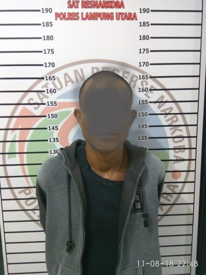 
 Foto : Satres Narkoba Polres Lampura 
Caption: Sauti tersangka pengedar narkoba saat diamankan di Mapolres Lampura, Sabtu (11/8).