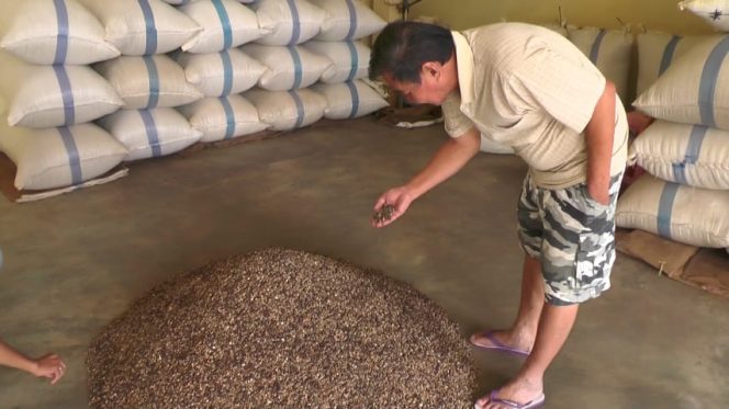 
 Harga 3 Komuditi Perkebunan Anjlok