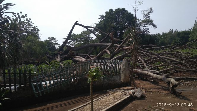 
 Makam Minak Semelasem Rusak Tertimpa Pohon