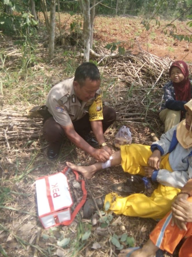 
 Foto : Humas Polres Lampura  Caption Foto : Brigadir Herman (yang ada di perkebunan,red) saat memberikan pertolongan pertama terhadap petani yang terluka, di desa Bandar Putih, foto dibidik Kamis (13/9).