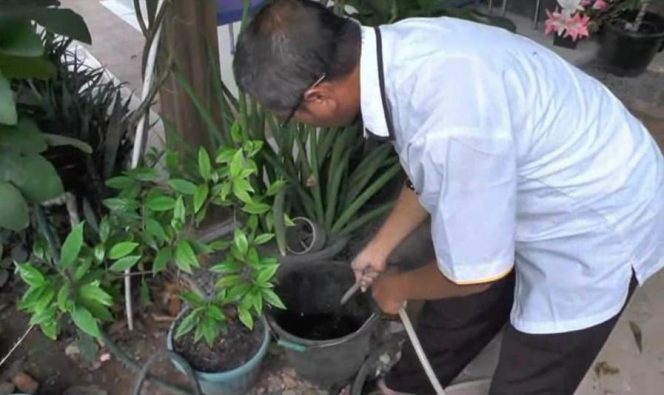 
 Foto IST  Caption : Tri Purwo Handoko, saat mencontohakn pemberian pupuk organik cair ke tanaman yang ada di pekarangannya, Senin (17/9).
 