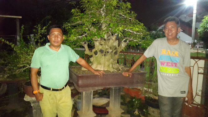 
 Penggemar Bonsai di Lampura Meningkat