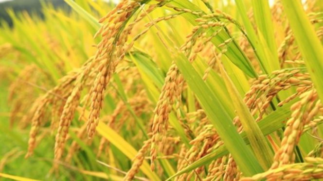 
 2019, Luas Tanam Padi Ditarget 57.092 Hektar