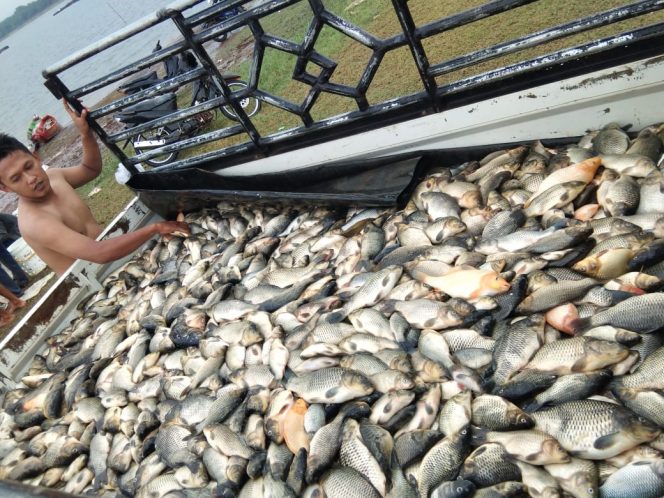 
 Foto Fahrozi Irsantoni/RNN
Caption : Ribuan mati yang berasal dari keramba jaring apung Bendungan Wayrarem, terpaksa dilelang dengan harga murah.
 