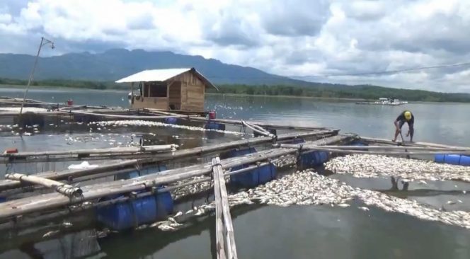 
 Foto : Fahrozy Irsantoni/RNN  Caption : Ribuan ikan tampak mengapung di salah satu keramba milik petani di Bendungan Wayrarem. Foto dibidik Senin (12/11)