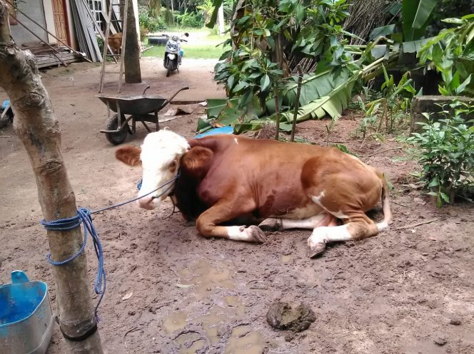 
 Foto  : Polsek Sungkai Selatan  Caption : Seekor sapi hasil Curat yang berhasil diamankan jajaran Polsek Sungkai Selatan. Foto dibidik Rabu (19/11).