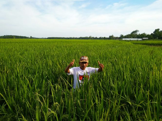
 Foto IST
Caption : Tampak Petani Padi Sawah di Sidomukti Kecamatan Abung Semuli saat menunjukkan padinya, Kamis (31/1).
