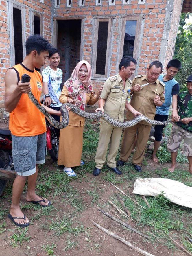 
 Foto IST 
Caption : Seklur Tanjungharapan Indrayani, saat memeriksa kondisi ular piton yang berhasil ditangkap warga, Selasa (29/1).
 