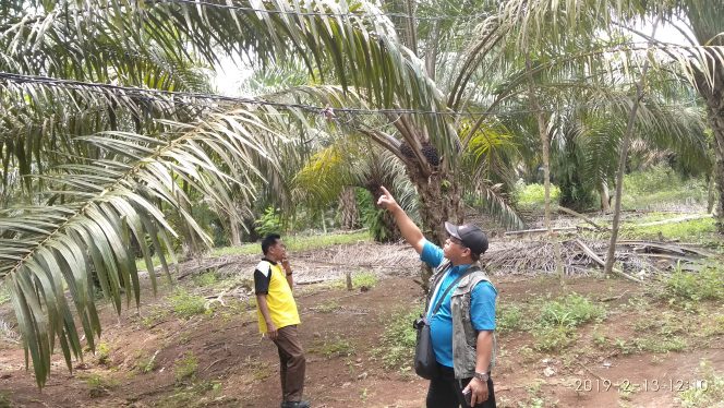 
 Foto : Ferdani
Caption : Tampak kabel listrik milik PLN yang menjuntai tak bertiang di Dusun Srimulya, Desa Kotabumitengah Barat, Kecamatan Kotabumi, Rabu (13/2).
