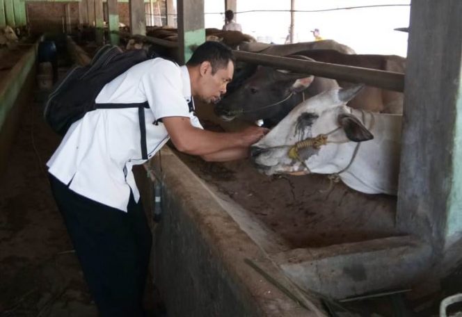 
 Foto IST
Caption : Salah satu petugas kesehatan saat memeriksa kesehatan hewan kurban milik peternak di Kecamatan Abung Selatan Lampura, Selasa (6/8).
