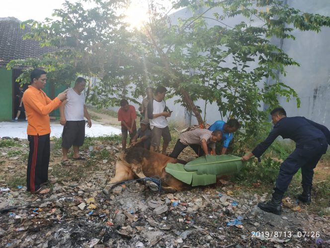 
 Foto IST 
Caption : Suasana pemotongan hewan kurban, di Lapas Kelas II A Kotabumi, Selasa (13/8).
