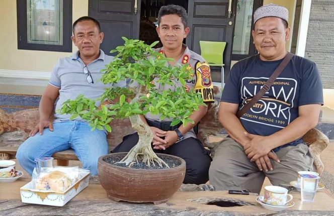 
 Foto : Ferdani  Caption : Ijal Panji  (kiri) Penasehat Komunitas JM Bonsai Bumi Lima,  bersama Ketua JM Bonsai Bumi Lima Jimmi Riyanto (kanan), foto bareng Kapolres Lampura AKBP Budiman Sulaksono, usai orang nomor satu dijajaran Polres lampura itu mengunjungi Galeri Bonsai yang terletak di kediaman Ijal Panji.  foto dibidik Rabu (11/09).