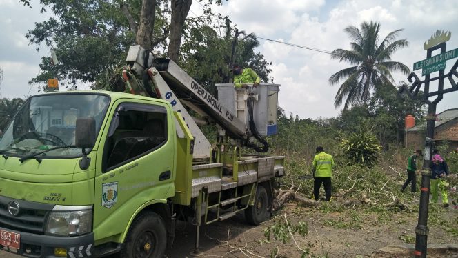 
 Foto cw9  Caption : Sejumlah petugas dari Dinas Perumahan dan Kawasan Pemukiman Lampung Utara, saat memangkas pepohonan yang sudah tampak rimbun di Seputaran Stadion Sukung Kotabumi, Senin (18/11).  