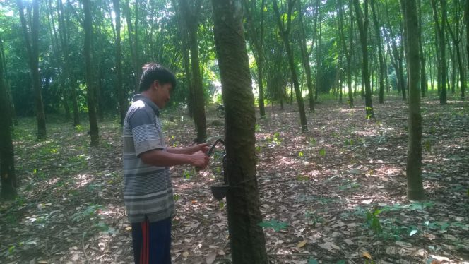 
 Musim Penghujan, Hasil Karet Berkurang Harga Murah