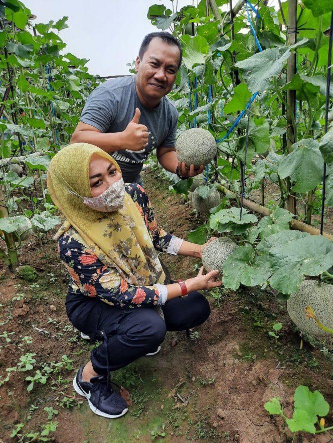 
 Caption Foto 1.Camat Kotabumi Utara Doni F Fahmi didampingi Ketua TP-PKK Kecamatan Revi Yunita Sari SE.M.M., saat menunjukkan hasil melon tanaman Petani Tradisional di Dusun Suka Jadi.