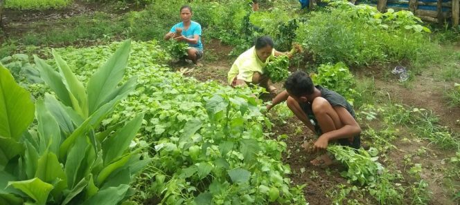 
 Curah Hujan Tinggi, Petani Sayur Merugi