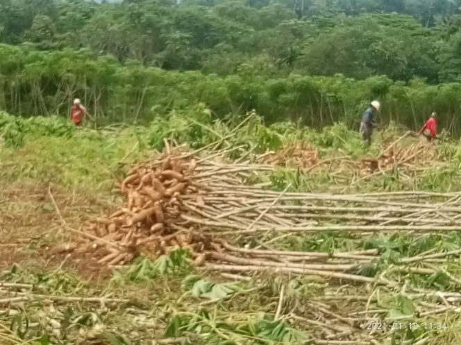 
 Petani Singkong, Berharap Pemerintah Dapat Dongkrak Harga Singkong