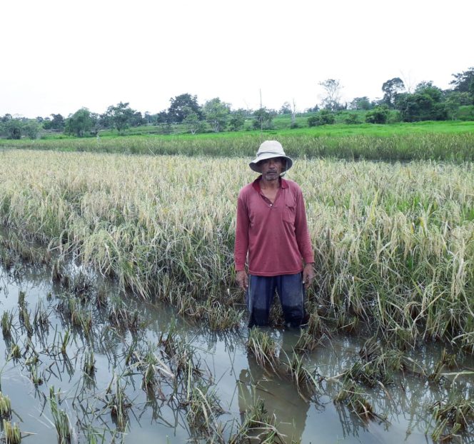 
 Lahan Terendam Banjir, Mardi Rugi Mencapai Rp. 3 Juta