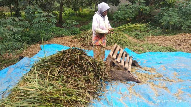 
 caption : Rubiyem (51) warga Kebun Empat, Jalur Dua, Kelurahan Kelapa Tujuh, Kecamatan Kotabumi Selatan mencoba mengais kembali hasil lahan persawahan yang dipenuhi genangan air akibat banjir yang merendam persawahannya