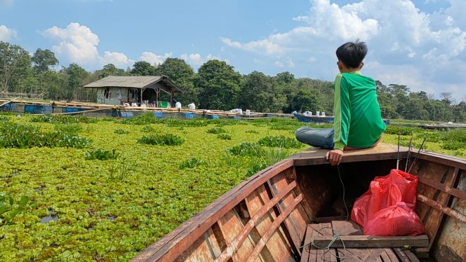 
 Gulma dan Eceng Gondok Padati Bendungan Wayrarem