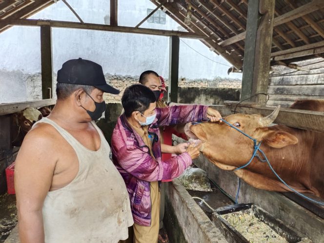 
 Distanak Lampura Cek Kesehatan Hewan Qurban