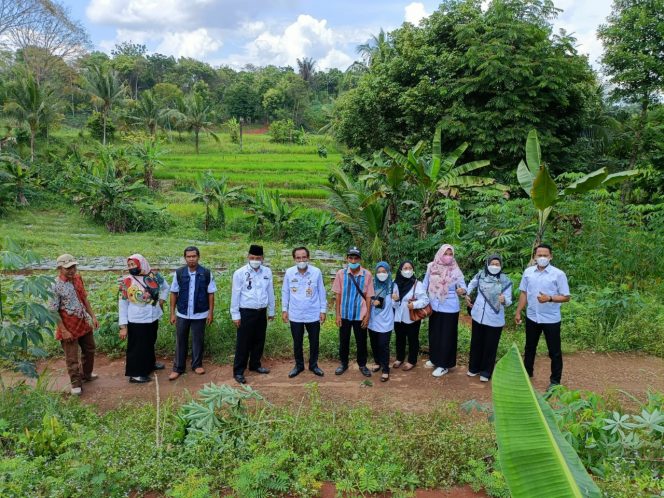 
 Caption --Sarkasi Kades Pengaringa Kecamatan Abung Barat saat mendampingi Kadis Pertanian dan Peternakan  Wahab, saat hadir di lahan pertanian warga, Rabu(22/12)  