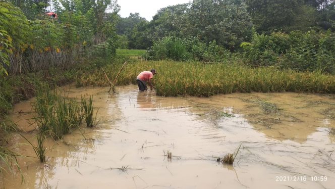 
 Waspada, Potensi Banjir Bandang di Lampura