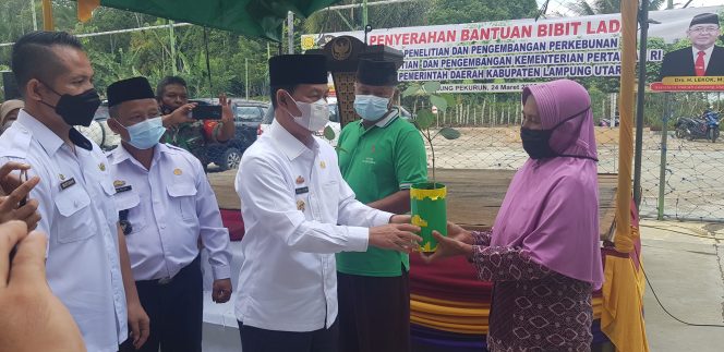 
 Bupati Lampura Hi. Budi Utomo, saat menyerahkan bantuan bibit lada secara simbolis kepada kelompok tani Karyo Mulyo Desa Pekurun Udik, Kecamatan Abung Pekurun. Foto Riduan  