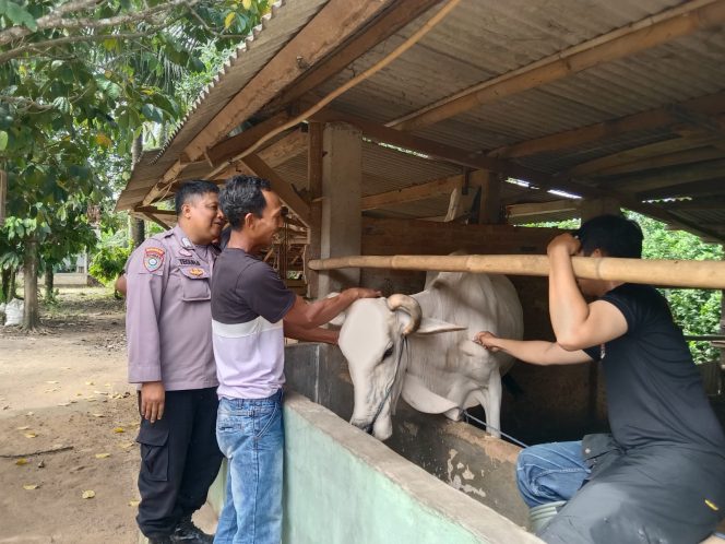 
 caption : Tampak petugas kesehatan saat melakukan penyuntikan Vaksin PMK bagi hewan Ruminansia.
