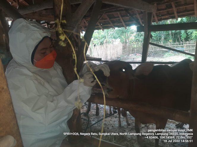 
 Pengambilan sampel hewan Ruminansia di Kecamatan Sungkai Utara oleh Dinas Pertanian Peternakan Kabupaten Lampung Utara. Foto IST For Radar Kotabumi--- 
