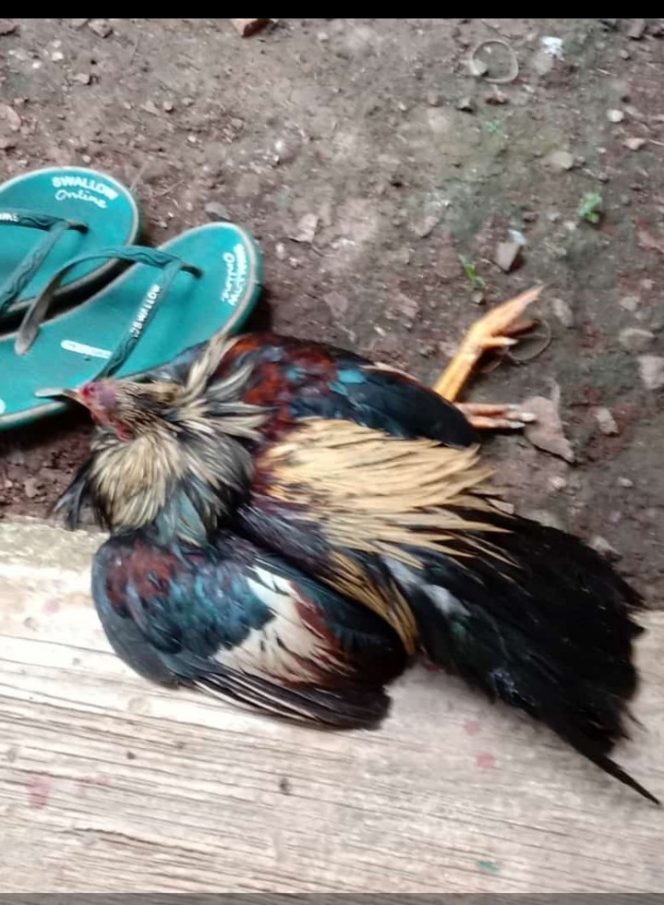 
 Foto IST 
Caption : Tampak hewan unggas yang mengalami gejala serang virus menjelang musim pancaroba.
