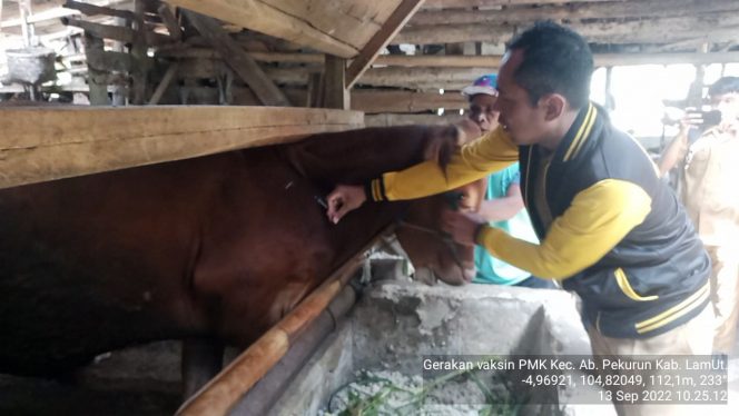 
 Tim vaksinasi hewan ternak terhadap virus PMK, saat melaksanakan tugasnya di Kecamatan Abung Pekurun. Foto IST--- 