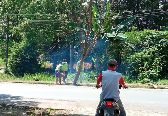 
 Petugas dari DLH saat melakukan pemangkasan dan penebangan pohon di jalan lintas tempatnya depan kantor DPRD Lampura. Foto Ria Radar Kotabumi -