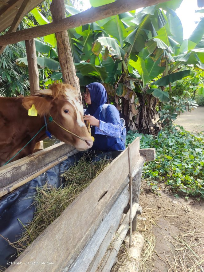 
 Tim dari Distanak Lampura saat melakukan vaksinasi Dosis III ke hewan ternak milik para petani. Foto IST ----------