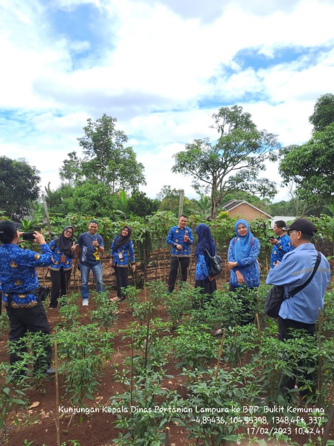 
 Kadistanak Lampura Tomy Suciadi bersama Camat Bukitkemuning Hendry Dunant saat meninjau lokasi tanaman cabai dengan menggunakan pupuk organic, Senin 27 Februari 2023. Foto IST -------