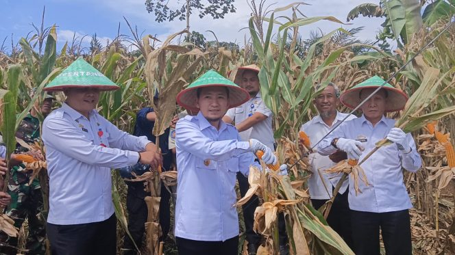 
 Wabup Lampura Ardian Saputra saat panen raya Jagung di Desa Kubu Hitu Kecamatan Sungkai Barat, Rabu 8 Maret 2023. Foto IST ------