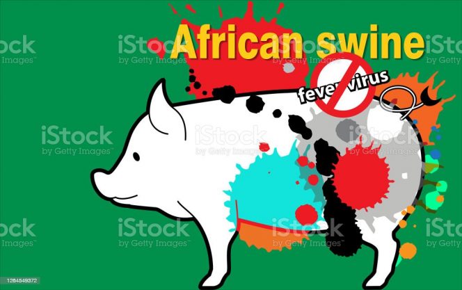 
 Terkait Virus Babi Afrika, Dinkes dan Disnak Lampura Kompak Waspada