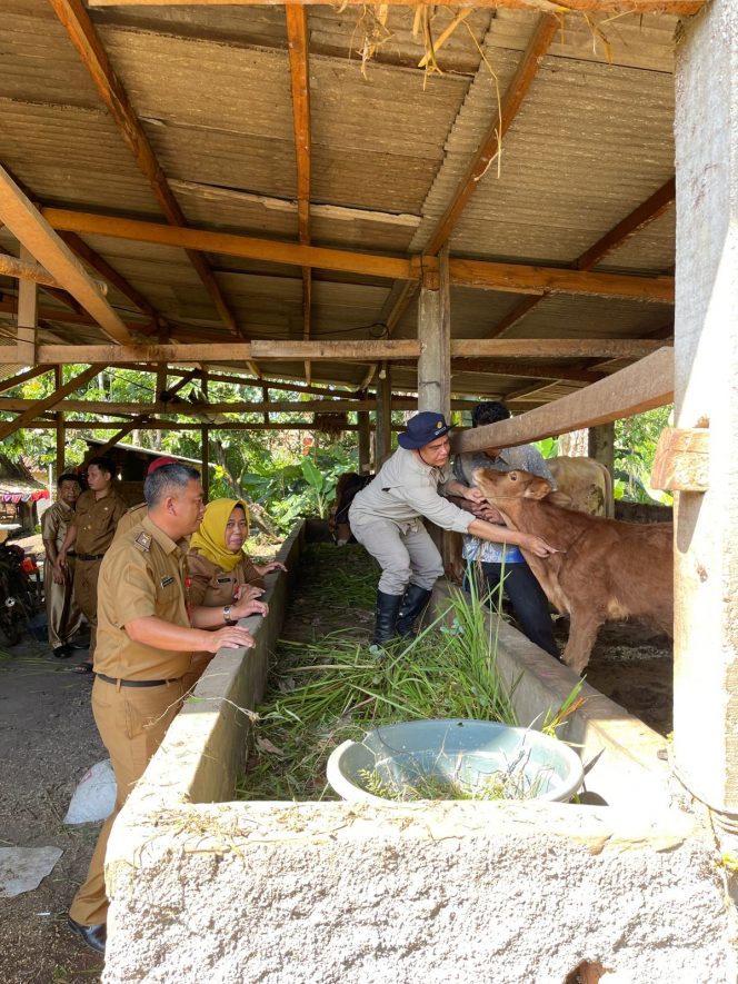 
 16,743 Sapi Sudah Terpasang Ear Taq
