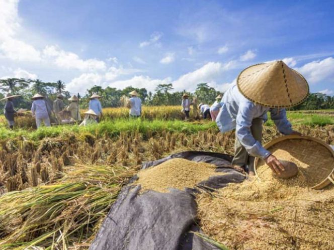 
 Desa Diminta Aktifkan Kembali Lumbung Pangan